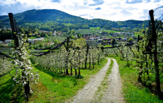 Ein Schotterweg führt durch Apfelgärten in der Oststeiermark.