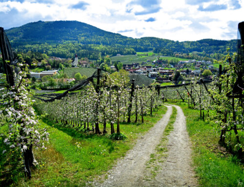 Urlaub im Frühling im Himbeernest!