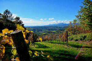 Ein Blick über einen herbstlichen Weinberg ins tal hinunter.